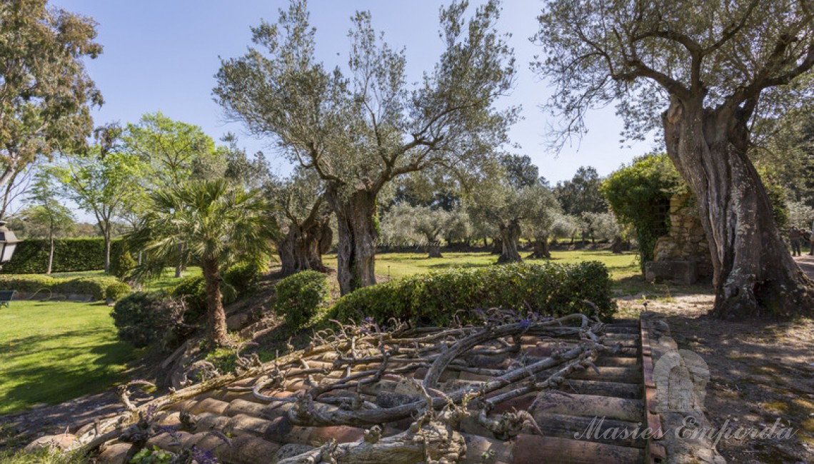 Los alrededores de la piscina con un campo de olivos centenarios