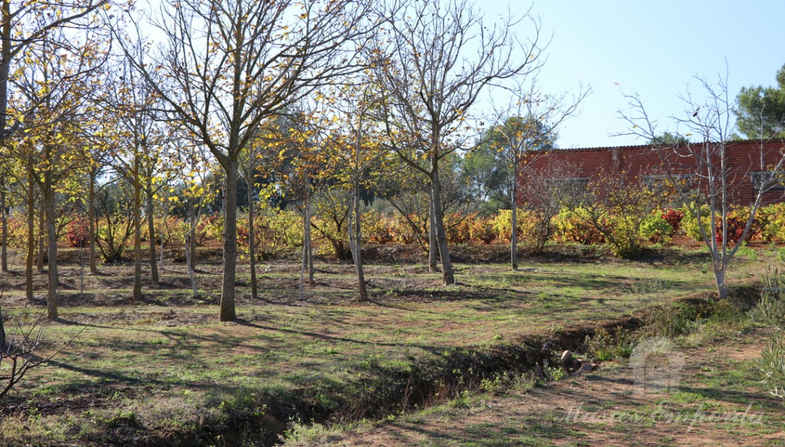 Vista de los campo de viñas de la finca al fondo de la imagen