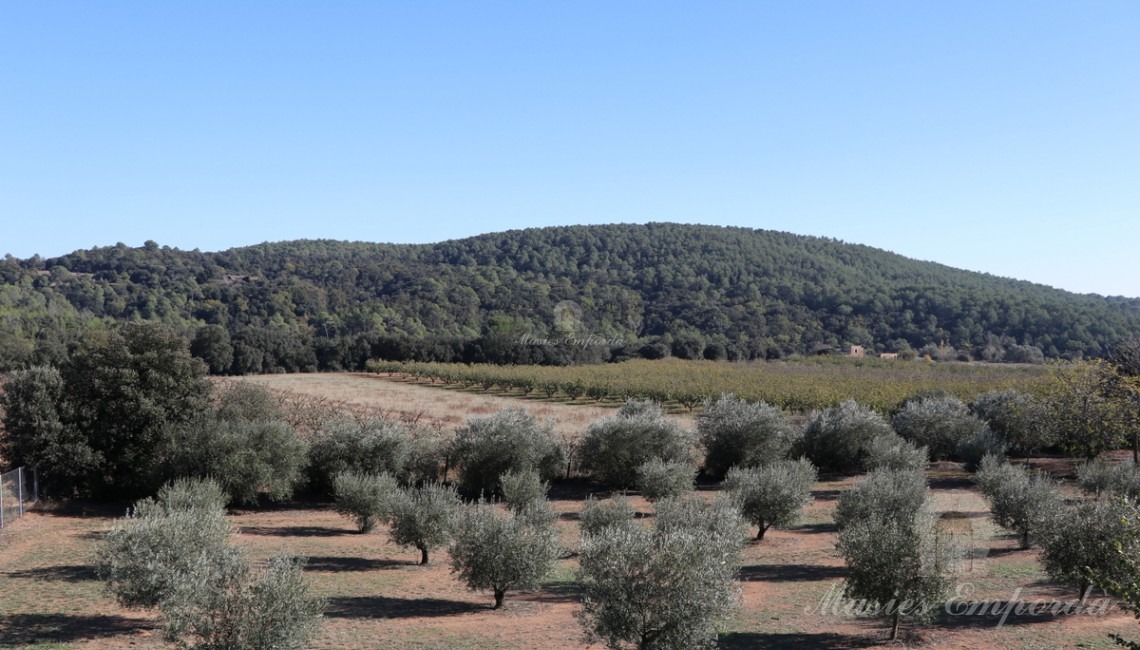 Vista de los campos de olivos y campos desde la terraza de la segunda planta