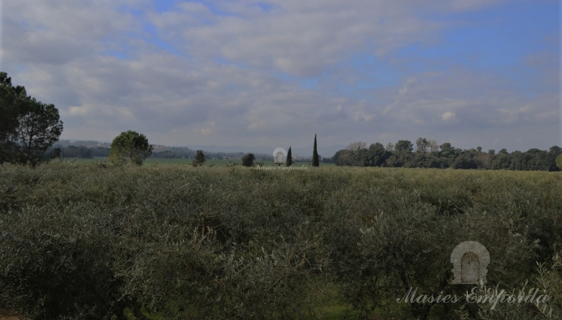 Vista de los campo de olivos
