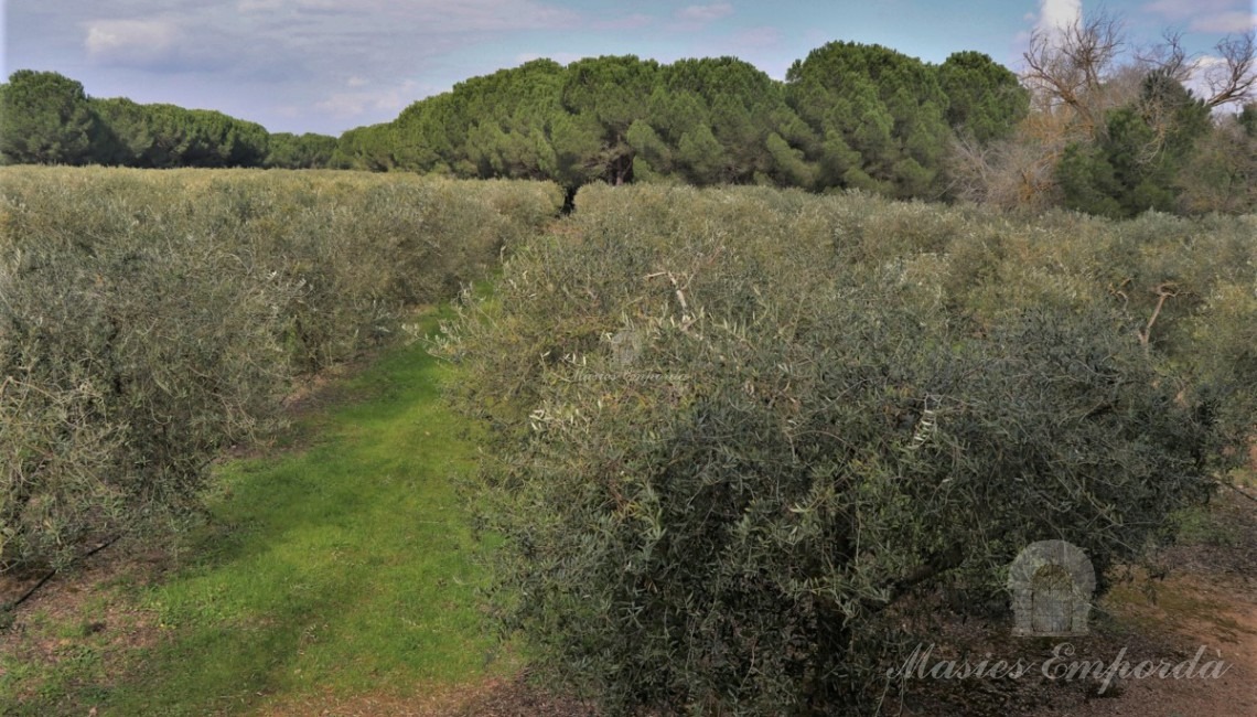 Vista de los campos de olivos 