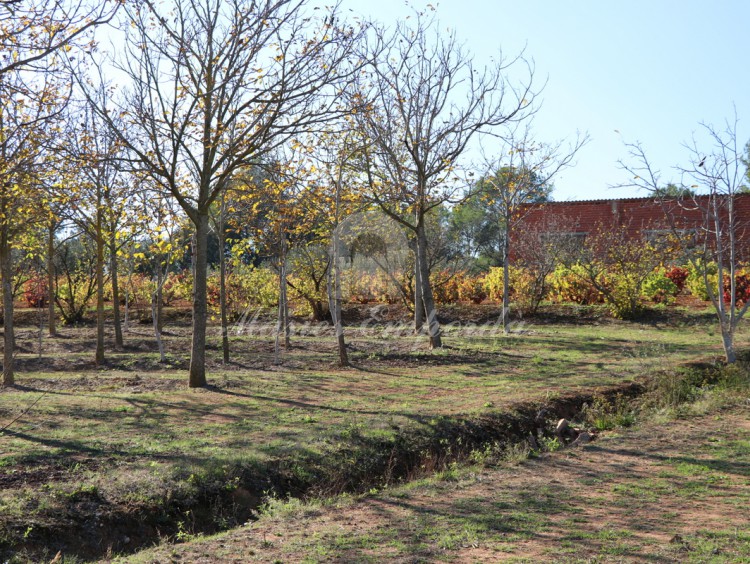 Vista de los campo de viñas de la finca al fondo de la imagen