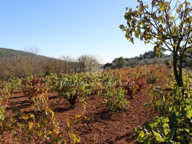 Vista de los campo de viñas de la finca 