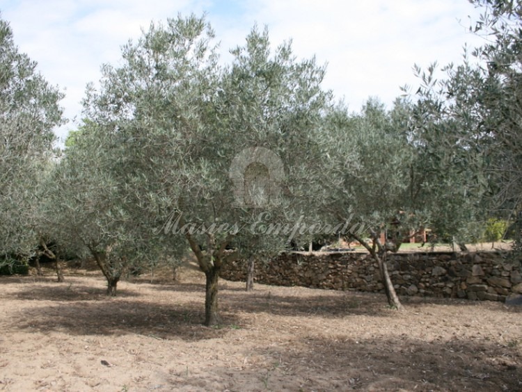 Campo de olivos adjuntos a la casa. 